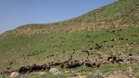 A large flock of sheep as they make their way across, stock footage. Stock Footage 304935116