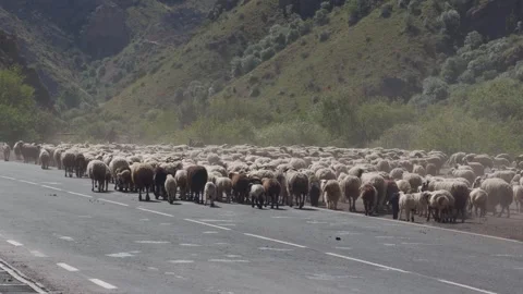 A large flock of sheep walks along a paved road in Armenia. Stock Footage 336555896
