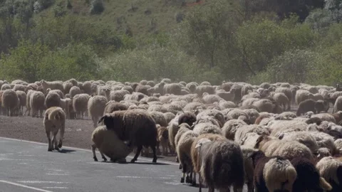 A large flock of sheep walks along a paved road in Armenia. Видео 336555964