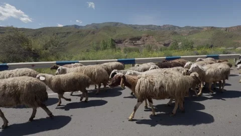 A large flock of sheep walks along a paved road. Slow motion Vidéo 336784130