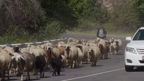 Large flock of sheep walks along a paved road. Nshkhark, Armenia - june 8, 2026 Stock Footage 340195678