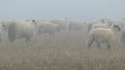 Large flock of sheeps Stock-Footage 97085135