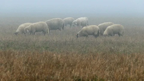 Large flock of sheeps Stock-Footage 97085745