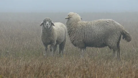 Large flock of sheeps Stock-Footage 97085857