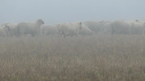 Large flock of sheeps Stock-Footage 97087798