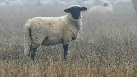 Large flock of sheeps Stock-Footage 97087844