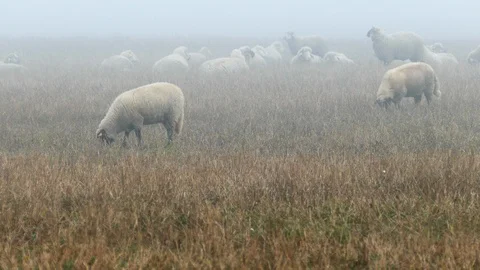 Large flock of sheeps 動画素材 97088062