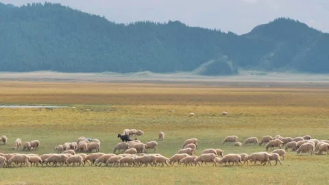 Large flock of sheeps grazing in the meadow on an autumn day. Majiestic Stock Footage 201295843