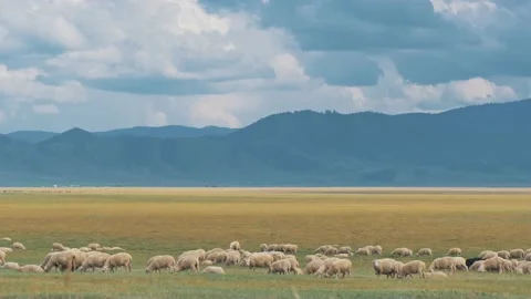 Large flock of sheeps grazing in the meadow on an autumn day. Majiestic 스톡 동영상 201295902
