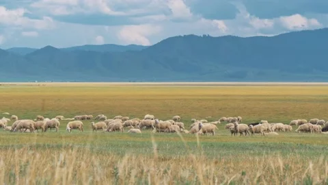 Large flock of sheeps grazing in the meadow on an autumn day. Majiestic Video stock 201295938
