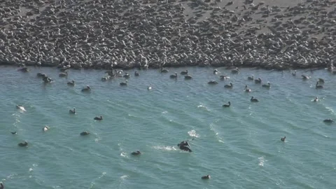 Large Flock of Shorebirds Flying Over Shoreline, Jenner Beach, California Stock Footage 346003371