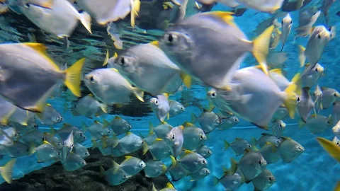 A large flock of silver fish with yellow tails swims in a circle in the clear wa Stock Footage 130080015
