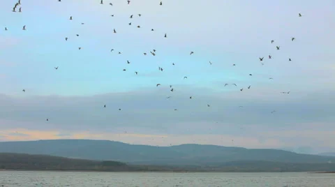 Large flock in the sky Stock Footage 1459903