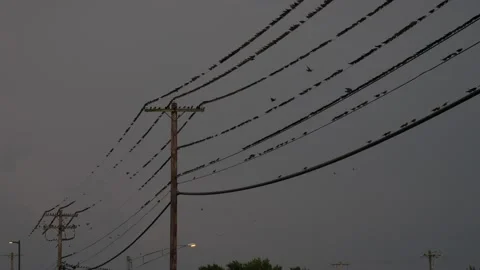 Large flock of small birds roosting on power lines Stock Footage 150479808