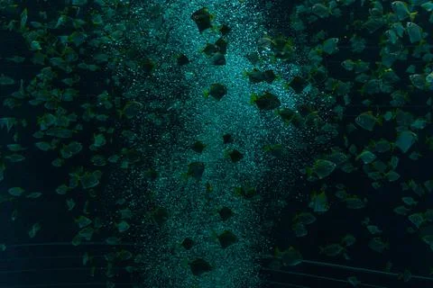 Large flock of small fish in the bubble aquarium at Loro Parque, Tenerife Stock Photos