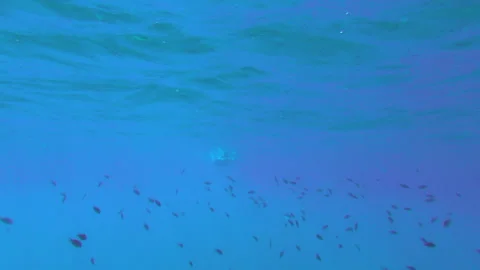 A large flock of small fish swims in the deep waters Stock Footage 260604100