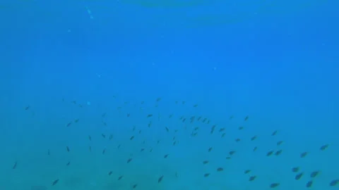A large flock of small fish swims in the deep waters Stockbeeldmateriaal 260604354