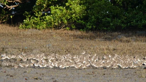 Large Flock of Small Shorebirds Resting on a Muddy Shore Near Mangrove Trees 스톡 동영상 331002658
