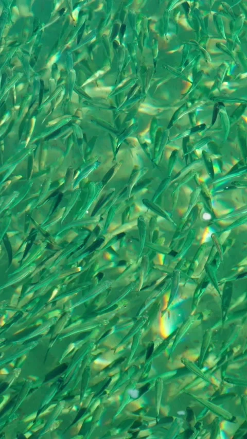 A large flock of small silver fish swims in turquoise water on a sandy beach. Stock Footage 347180994
