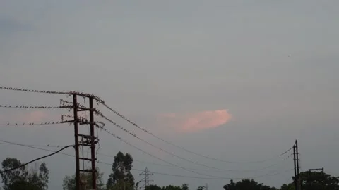 Large flock of sparrow birds 스톡 동영상 328514453