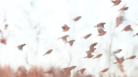 Large Flock of Sparrows Takes Flight from Snowy Ground in Slow Motion Vídeos de archivo 319996863
