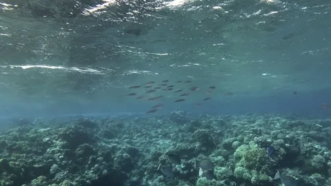 Large flock of squids swims on a coral reef background Bigfin reef squid Video stock 119213780