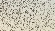 Large Flock Of Starlings In Flight In Sky. Flying Birds In Slow Motion. Birds  Stock Footage