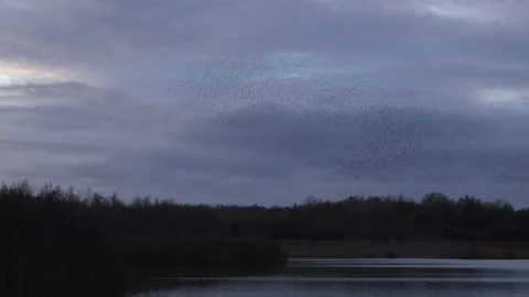 Large flock of starlings flying in the evening light England UK 4K Stock Footage 143294055