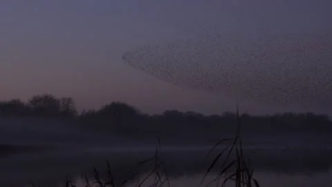 Large flock of starlings flying in the evening light over trees England UK 4K Video stock 147996737