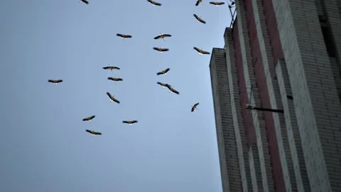 A large flock of storks circles over an old abandoned hotel or apartment buildin Stock Footage 206107662