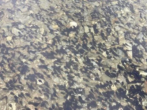 Large flock of tadpoles of the common toad (Bufo bufo) in a pond Stock Photos