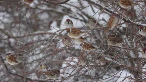 A large flock of Tree Sparrows (Spizella pusilla) Stock Footage 258856689