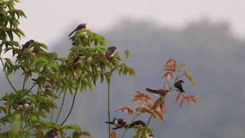 Large flock of Tree Swallows perched and flying on edg Stock Footage 137328837