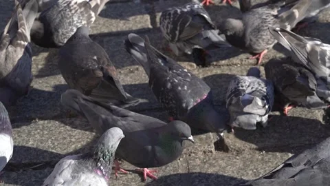 Large flock of urban gray pigeons eating bread on an old cobblestone Stock Footage 245073904