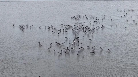 Large flock of wading birds moves across shallow water Video stock 339855454