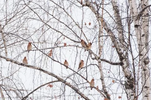 A large flock of waxwings on a tree branch in winter. Wintering birds in th.. Stock Photos