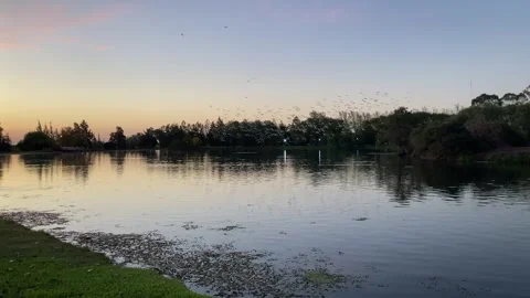 Large flock of western cattle egret (Bubulcus ibis) flying near their colony Stock Footage 254736477