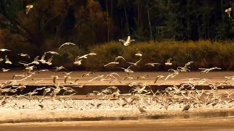 Large Flock of White Birds Taking Flight in Slow Motion Stock Footage 321124952