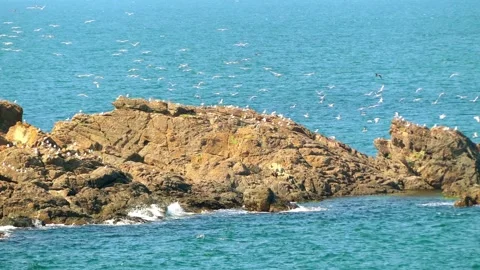 Large flock of white gulls fit in the rocks of the coastal waters of the Blac Stock Footage 114510617