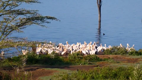 Large flock of white pelicans gathering at lake nakuru national park in kenya Video stock 332574295