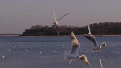 Large flock of white seagulls soaring gracefully over the calm blue sea against Stock Footage 328849317