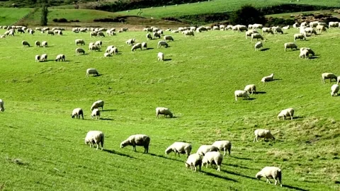 Large flock of white sheep grazing in a green meadow Vídeo Stock 338372637
