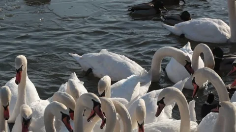 A large flock of white swans close up Stock Footage 305188501