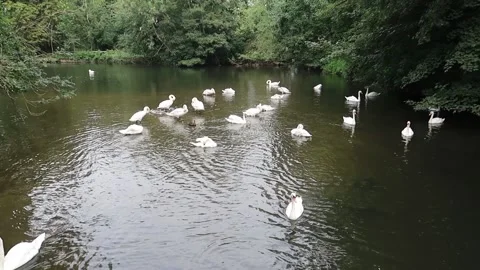 Large flock of white swans. River Stour water meadows Sudbury Suffolk Stock Footage 180048387