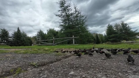 Large Flock of Wild Birds Taking Off From a Gravel Trail Video stock 344559381