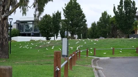 A large flock of wild cockatoos foraging and grazing across lawn Stock Footage 336034765