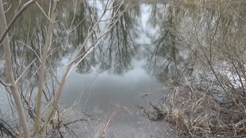 Large flock of wild ducks in the sky, March,  river Stock-Footage 104787412