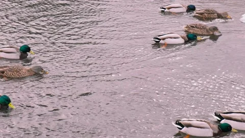 Large flock of wild ducks swims in the winter pond. Drakes and mallards drink Vídeo Stock 151055042