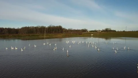 Large flock of wild geese splashed down on pond to rest on an autumn day Stock Photos