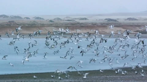 Large Flock Of Wild Gulls Flying Over The Calm Coastal Water Stock Footage 335636571